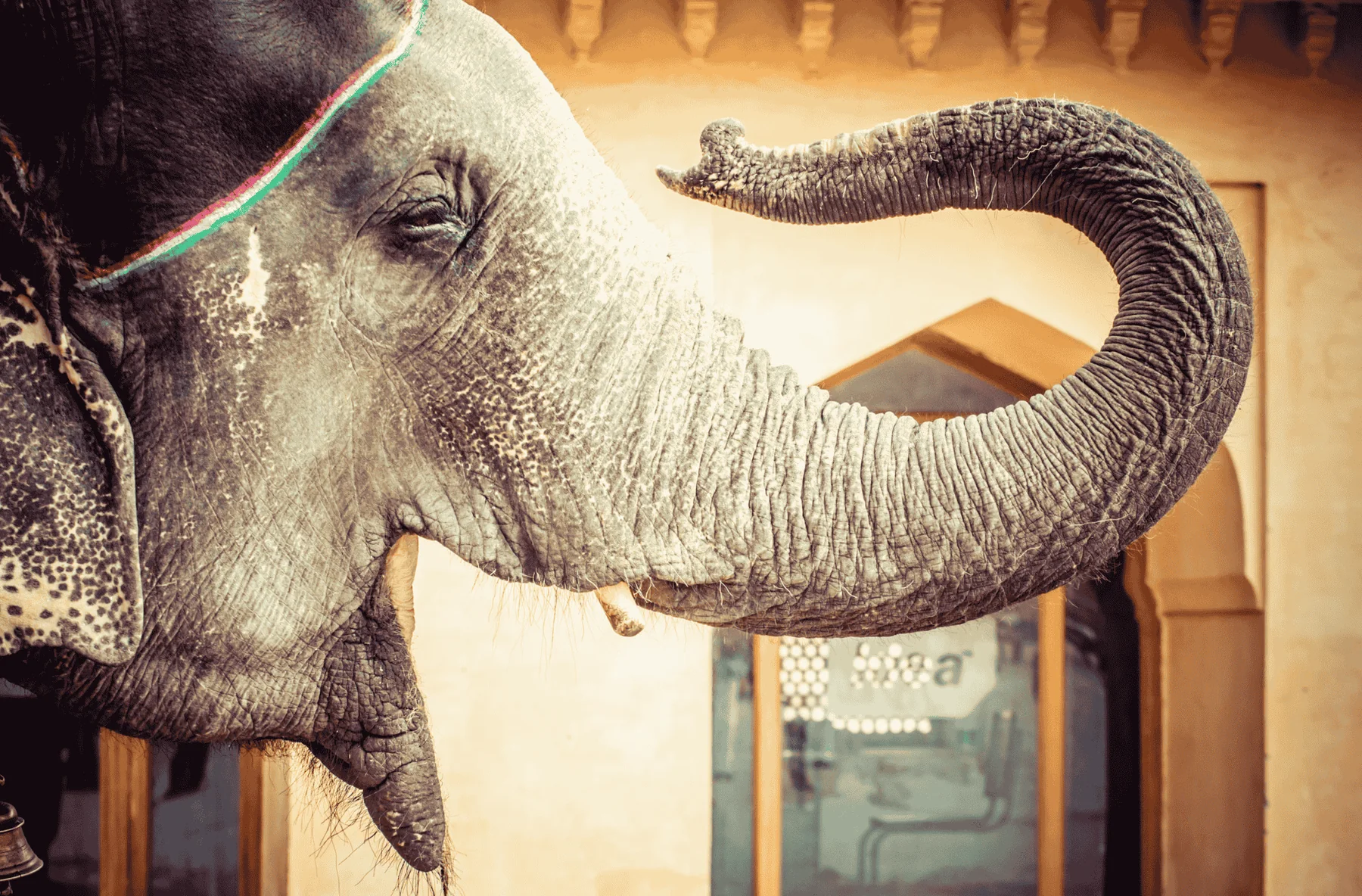 Un éléphant paré lève sa trompe devant une porte de palais